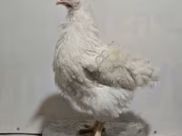 海赛克斯 — 照片 3