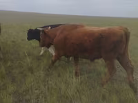 Бұқа, Russian Black pied cattle — 2-сурет