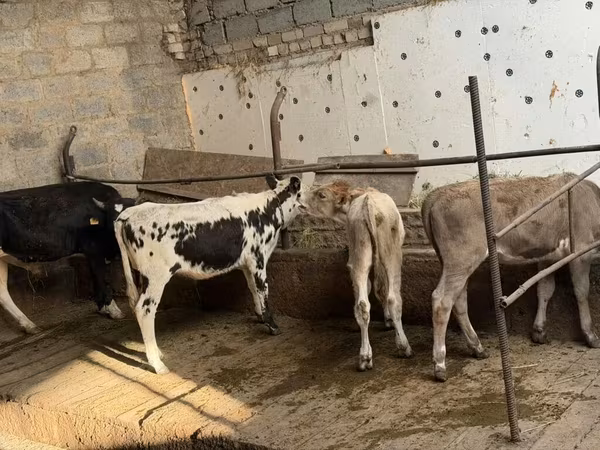 Bulle, Russian Black pied cattle