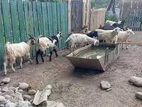 Эчки теке, Помеллата козу — сүрөт 7