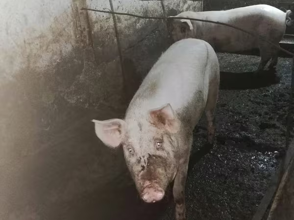 Säue, Schweine