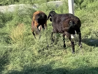 Carnero, Ovejas — foto 2