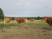 Kuh, Limousin-Kuh — Foto 1