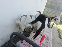 बकरी, Saanen goat — फ़ोटो 2