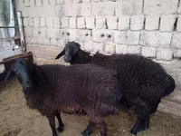 كبش, الأغنام — الصورة 3