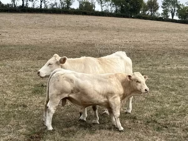सांड, Charolais cattle