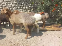 كبش, الأغنام — الصورة 2