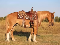 Hengst, Gypsy horse — Foto 4