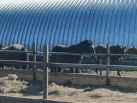 Hengst, Horse breed — Foto 2