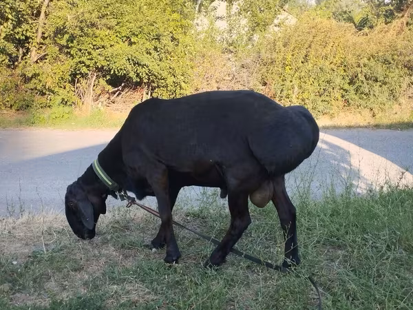 Red Karaman sheep