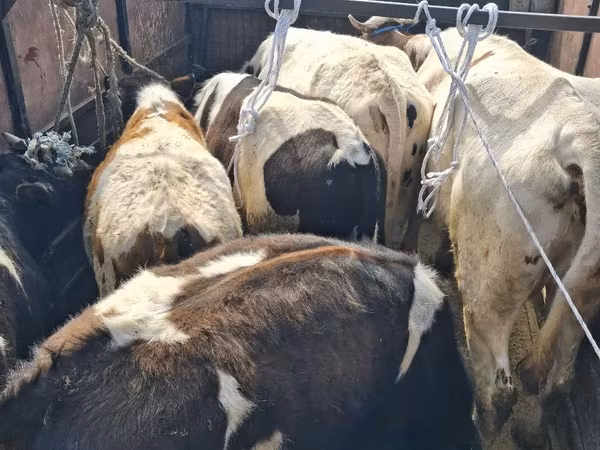 Toro, Ganado vacuno