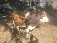 Сиыр, Swiss cattle — 1-сурет
