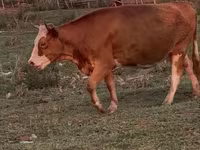 Kuh, Latvian Blue cattle — Foto 5