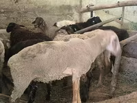 كبش, Hissar sheep — الصورة 8