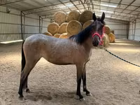 Stute, Rocky Mountain Horse — Foto 8