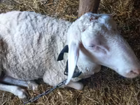 公羊, Awassi sheep — 照片 3