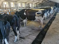Vaca, Raza Holstein — foto 1