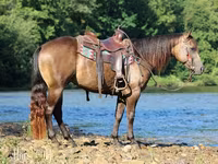 Hengst, Quarter Horse — Foto 5