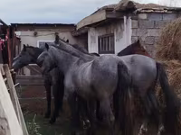 Aygʻir, Horse breed — 1-rasm