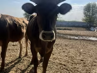 Cow, Swiss cattle — photo 2