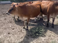 गाय, जर्सी नस्ल — फ़ोटो 3