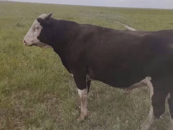 Toro, Russian Black pied cattle
