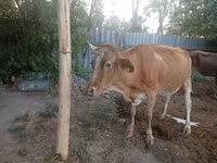 गाय, मवेशी — फ़ोटो 1