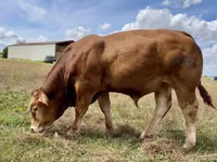 Bull, Limousin cow — photo 2
