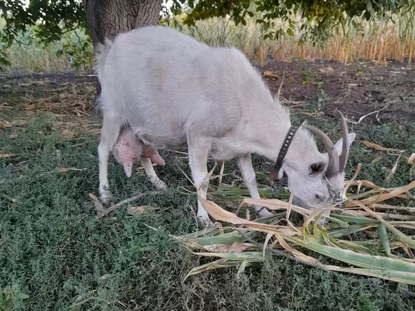Cabra, Cabras