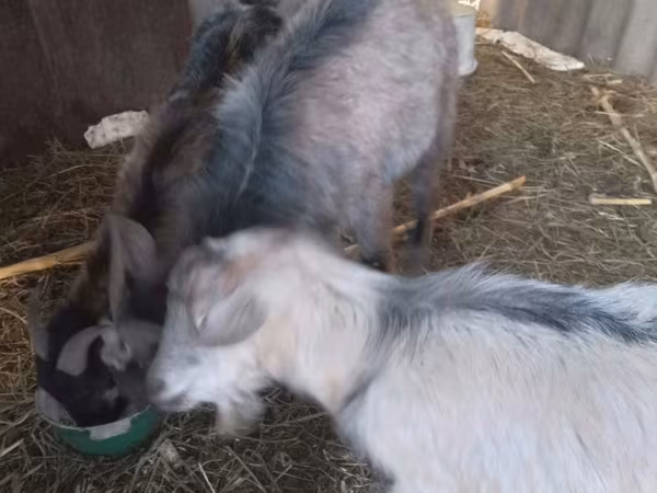 Cabra, Cabras