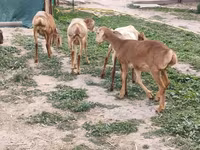 Oveja, Arashan sheep — foto 3