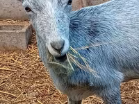عنزة, Saanen goat — الصورة 1