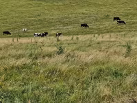 Vaca, Raza Holstein — foto 2