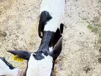 Bulle, Holstein-Rasse — Foto 3