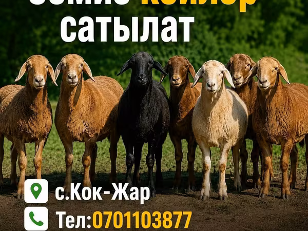 Hissar sheep
