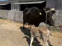 Vaca, Swiss cattle — foto 1