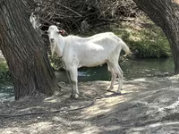 تيس, الماعز — الصورة 2