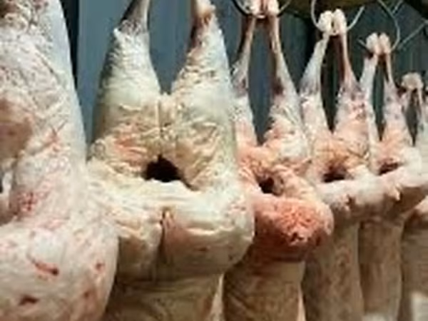 Козу койдун туштары сатылат кг650 Оптом дагы бар