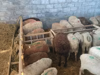 Schaf, Schafe — Foto 6