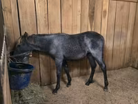 Stute, Rocky Mountain Horse — Foto 8