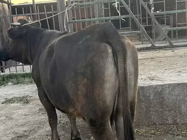 Уй, Сиырлар — Кыргызстан