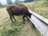 母牛, Cattle — 照片 1