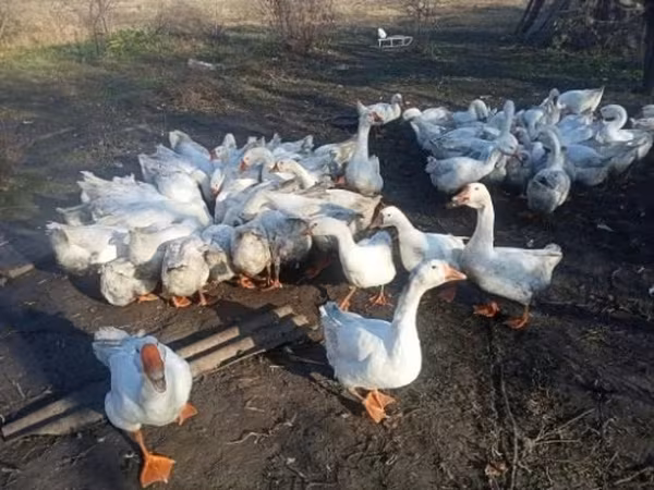 Каздар