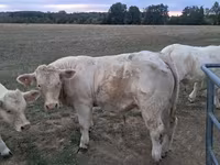 Bulle, Charolais cattle — Foto 1