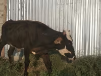 Bulle, Holstein-Rasse — Foto 1