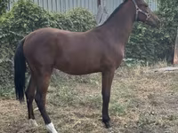 Caballo, Caballos — foto 2