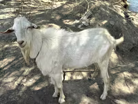تيس, الماعز — الصورة 3