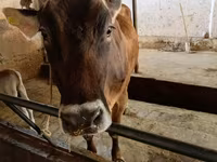 Sigir, Swiss cattle — 1-rasm