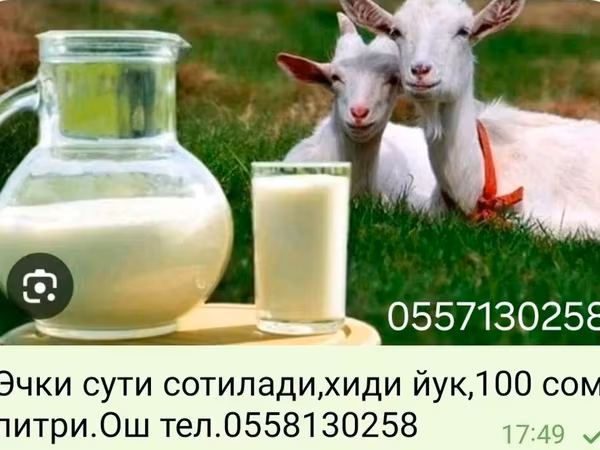 Козье молоко - Объем: 1 литр - Цена: 100 сом - Особенности: без