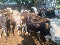 Toro, Ganado vacuno — foto 2